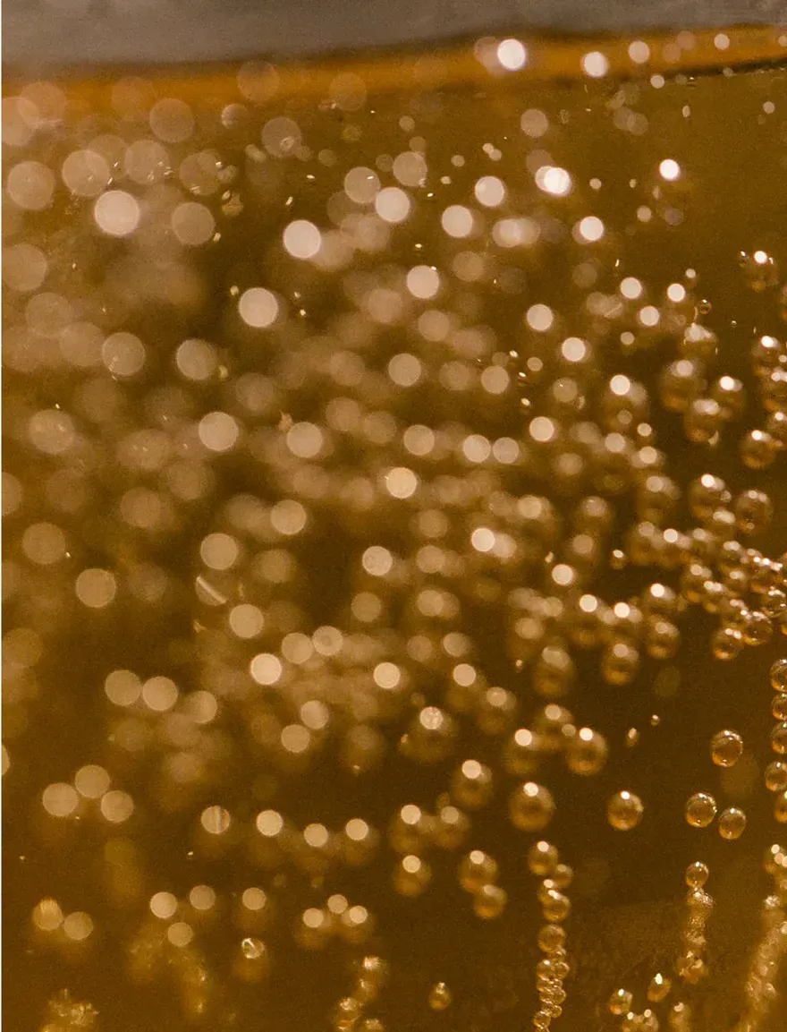 Scelerisque, por que la cerveza es un aliado de la identidad culinaria norestense