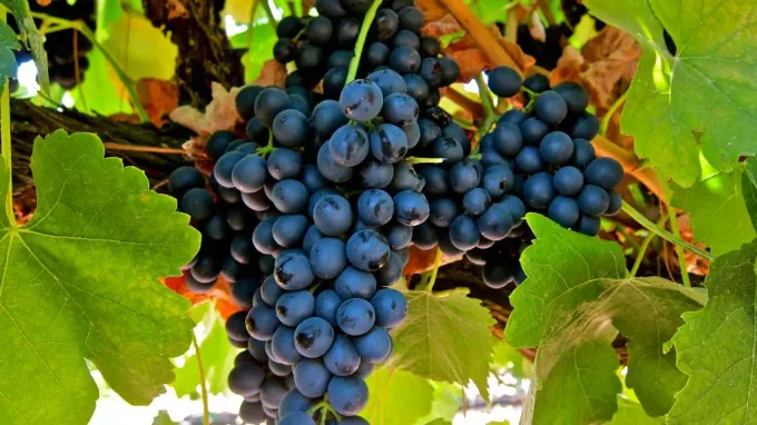 Apuntes sobre la uva Cabernet Sauvigno