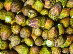 El Jonuco y sus ingredientes regionales que celebran a México