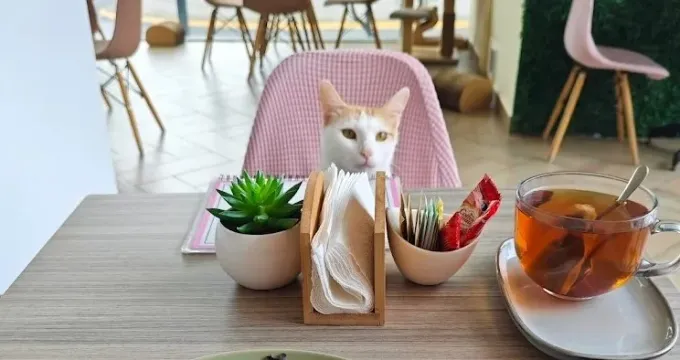 Cafés independientes de NL. ¿Te imaginas tomar café en compañía de un gato? ¡En NL ya puedes hacerlo! Aquí todo sobre los 2 cat-cafés que aún quedan en SPG y SNN