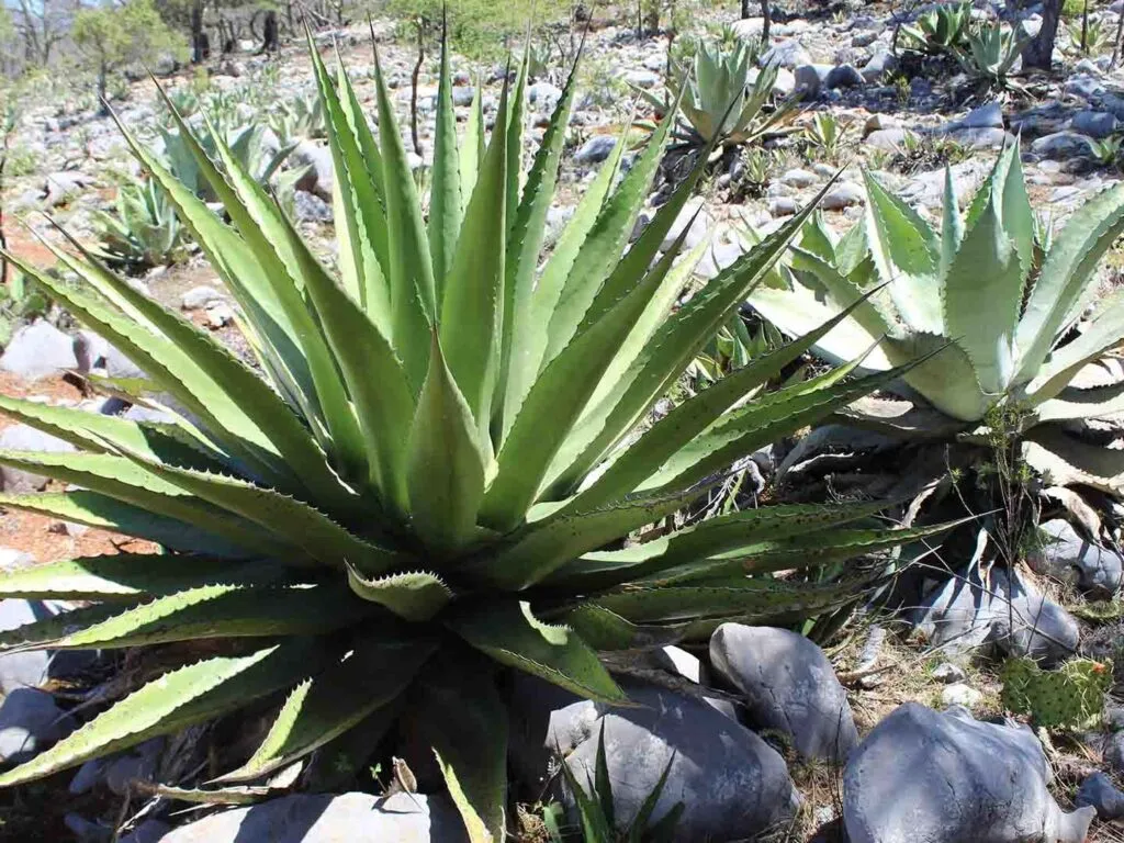 Trabajan conservación del agave para destilado Flammam