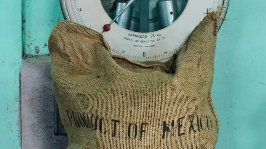 Café mexicano: el oro que regalamos al mundo