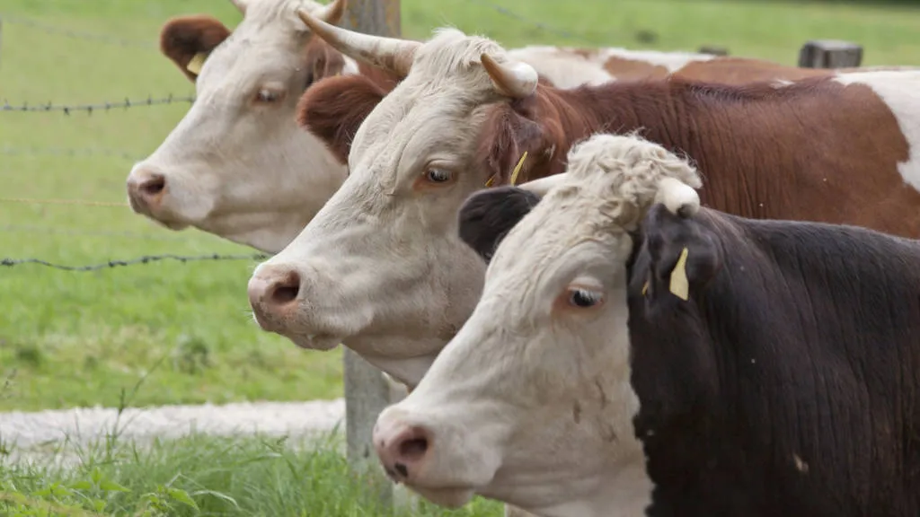 México produce, pero Estados Unidos decide el mercado