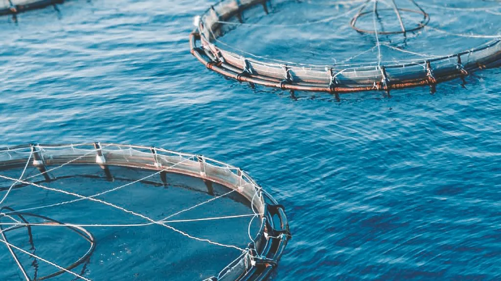 Del mar a tu mesa: calidad y frescura garantizada