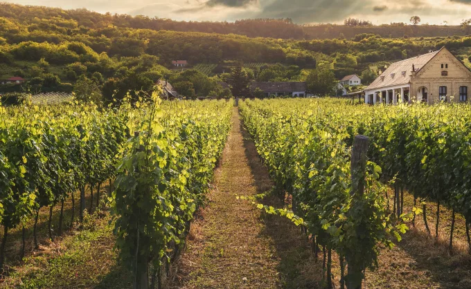 El terroir