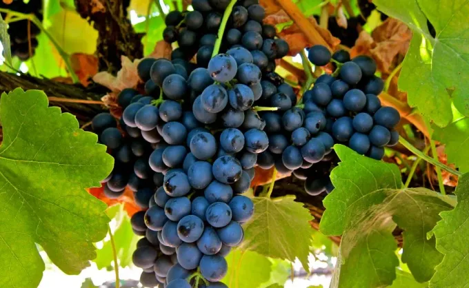 Apuntes sobre la uva Cabernet Sauvigno