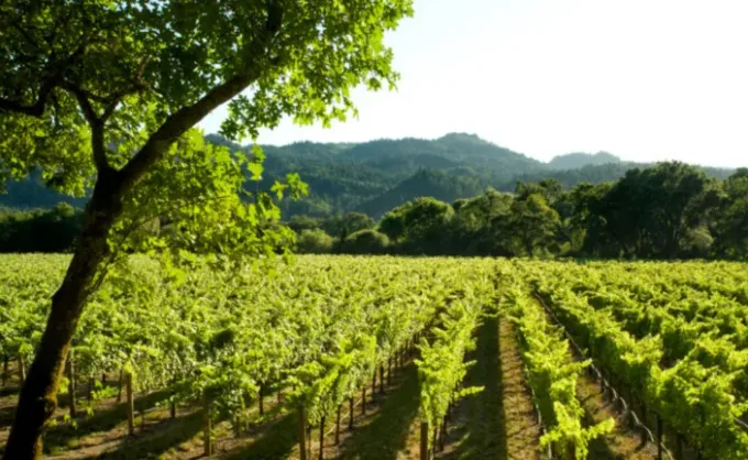 ¿Cómo escoger un buen vino?
