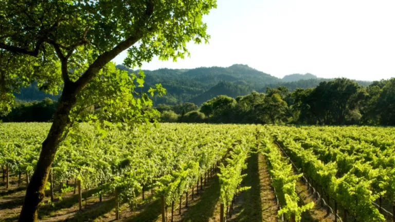 ¿Cómo escoger un buen vino?