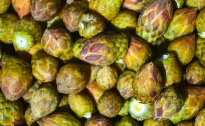 El Jonuco y sus ingredientes regionales que celebran a México