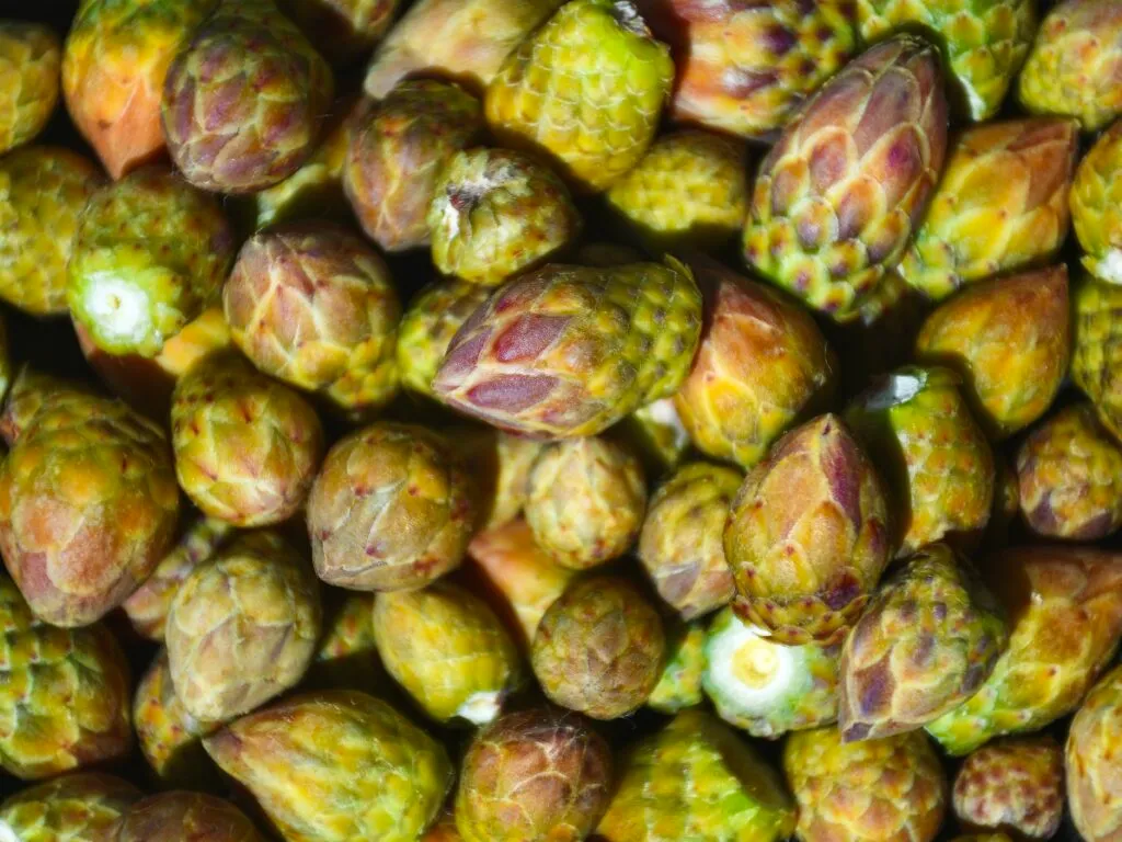 El Jonuco y sus ingredientes regionales que celebran a México