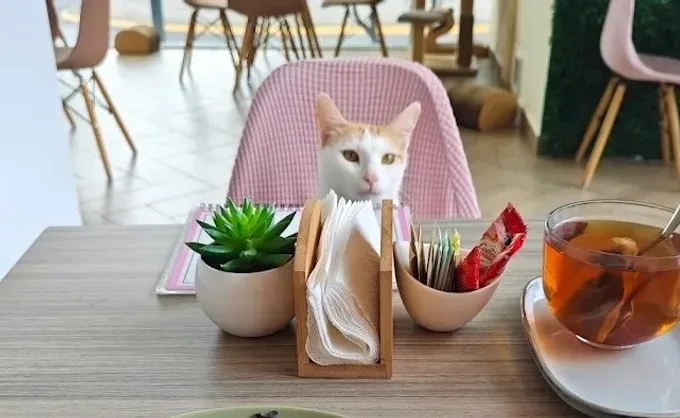 Cafés independientes de NL. ¿Te imaginas tomar café en compañía de un gato? ¡En NL ya puedes hacerlo! Aquí todo sobre los 2 cat-cafés que aún quedan en SPG y SNN