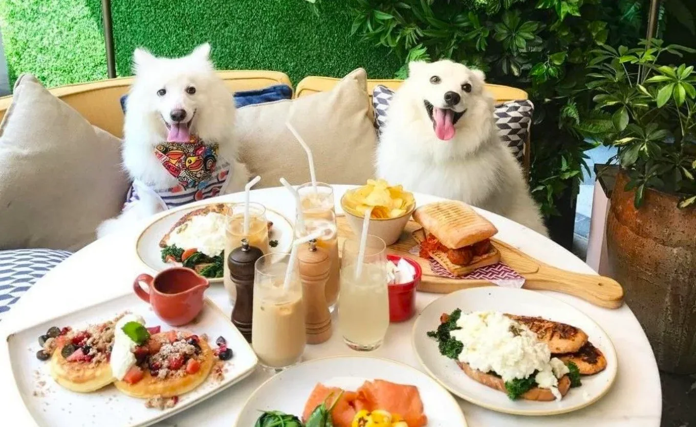 ¿Debería haber más restaurantes "pet-friendly" en Nuevo León? Algunos regios abogan por más espacios como estos, otros creen que puede ser antihigiénico... — Gastronomía en Monterrey, Nuevo León