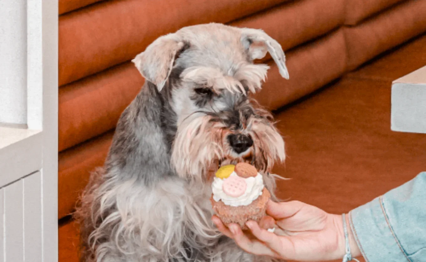 Los lugares favoritos para salir a comer con perros en MTY
