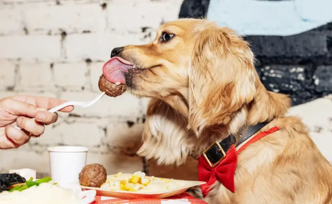 Hay personas que jamás le darían de su comida a sus mascotas, sin embargo cada vez más comensales guardan las sobras del restaurante para compartirlas con ellas