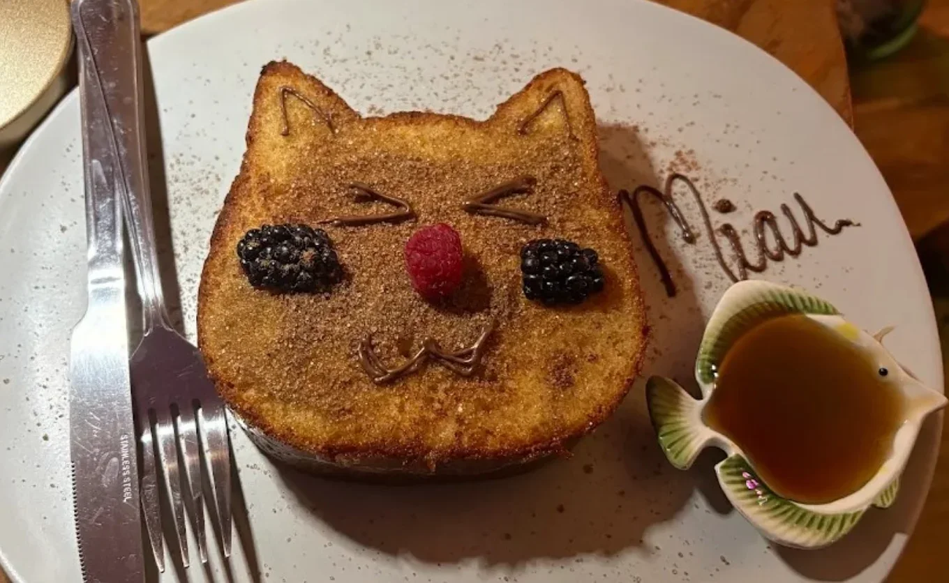 Organizaron fiesta temática para celebrar el Día del gato en San Nicolás — Gastronomía en Monterrey, Nuevo León