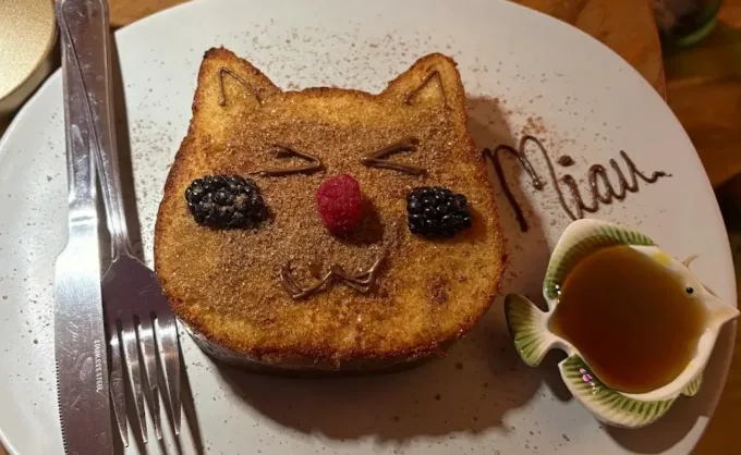 Organizaron fiesta temática para celebrar el Día del gato en San Nicolás